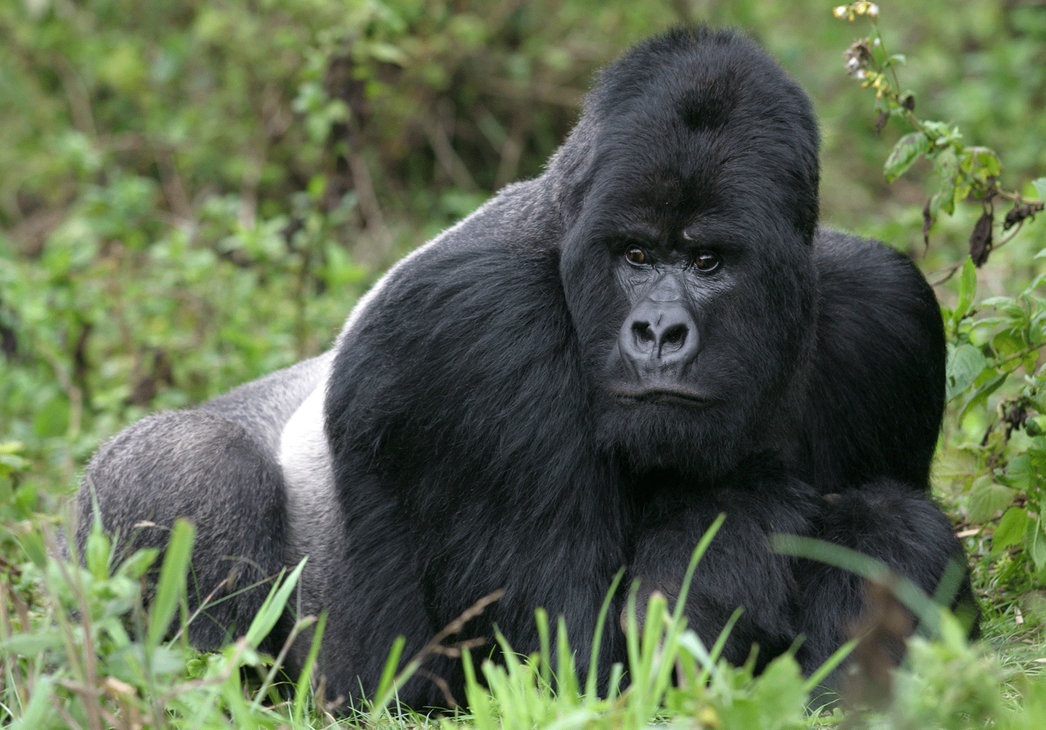 Gorilla spotted during a luxury African safari in Africa