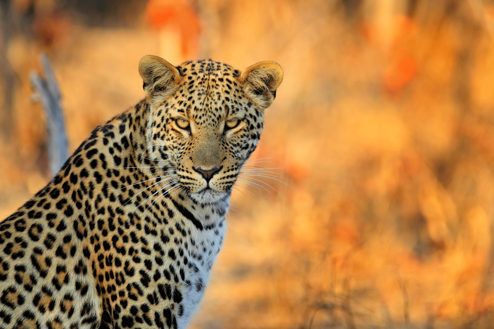 Leopard spotted during a luxury African safari in Africa