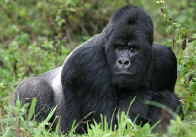 Berggorilla aus den Virunga Bergen, Ruanda