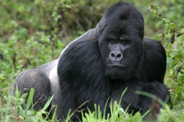 Berggorilla aus den Virunga Bergen, Ruanda